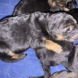 Hawk - Black and red male German Shepherd puppy in Carbondale, Kansas from Cunningham German Shepherds, LLC