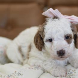 Darla - Parti female Goldendoodle puppy in Berlin, Ohio from Doodle Babys