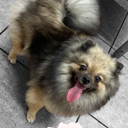 Rajah - Pomeranian