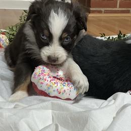 Clarice - Red tri-color female Australian Shepherd puppy in Butler, Georgia from Aussies at Howling Hill Farm
