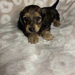 Dachshund Puppies from Golden Creek Farm