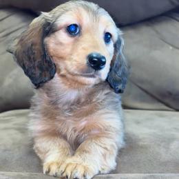 Bonnie (PET ONLY) - Red female Dachshund puppy in Goldthwaite, Texas from Mini Mama Dachshunds