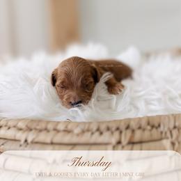 Thursday - Red  female Goldendoodle puppy in Syracuse, Florida from The Doodle Cove