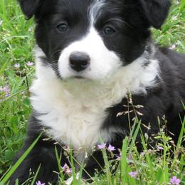 Border Collies from HV Border Collies