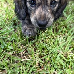 Ella - Brindle female Dachshund puppy in Pineville, Louisiana from Bayou State Dachshunds