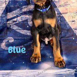 Blue Collar - Black and rust male Doberman Pinscher puppy in Louisville, Kentucky from Ruiz Dobermans