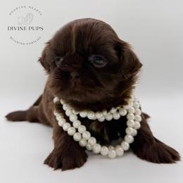 Treasure - Liver female Shih Tzu puppy in League City, Texas from Divine Pups