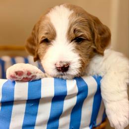 Lucky Jasper - Phantom male Goldendoodle puppy in Great Falls, Montana from AnneLuna Goldendoodles