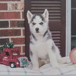 Moo - Siberian Husky puppy in Coatesville, Pennsylvania from Amore Puppies