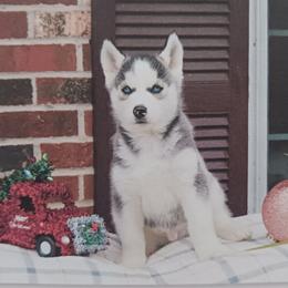 Moo - Siberian Husky puppy in Coatesville, Pennsylvania from Amore Puppies