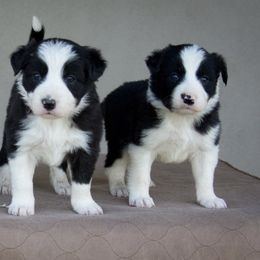 Border Collie Puppies from Shill Border Collies
