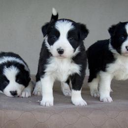 Border Collie Puppies from Shill Border Collies