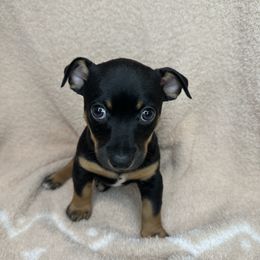Cedar - Black and white male Teddy Roosevelt Terrier puppy in Little Elm, Texas from Stone's Teddy Roosevelt Terrier's & French Bulldogs
