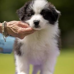 Sydney - Black and white female Border Collie puppy in New Market, Alabama from Kensington Border Collies