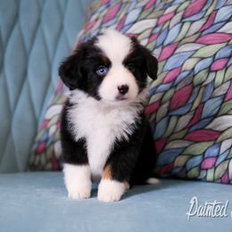 Australian Shepherd, Miniature American Shepherd, Miniature Australian Shepherd, and Toy Australian Shepherd Puppies from Painted Blue Aussies