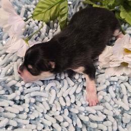 Damon - Black and white male Pomsky puppy in Elgin, Oregon from Kenna'z Kuddly Pomskiez