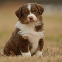 Vexus - Red tri female Miniature Australian Shepherd puppy in Hartman, Arkansas from Southern Edition Aussies