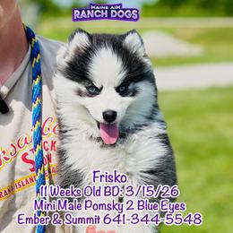 Frisko - Black and white male Pomsky puppy in Humeston, Iowa from M.A.R. Dogs