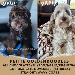 Maple - Goldendoodle