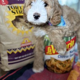 Assorted Doodle Crosses, Australian Labradoodle, Cavachon, and Cavapoo Puppies from Bark & Bramble Cavapoochons