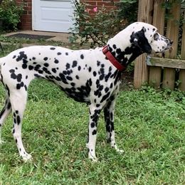 Dalmatians from Nancy's Dalmatians