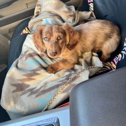 Aspen - Dachshund