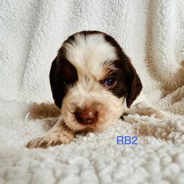 RB2 - Tri-Roan male English Springer Spaniel puppy in Britton, South Dakota from K&S Canines