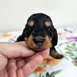 Black and tan female - Black and tan female Dachshund puppy in Belle Rive, Illinois from Akin's Miniature Dachshunds, LLC