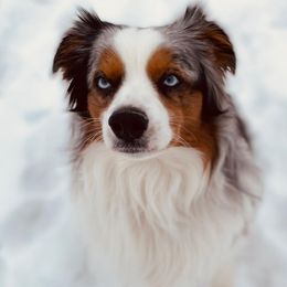 Miniature Australian Shepherds from 509 Aussies
