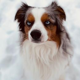Miniature Australian Shepherds from 509 Aussies