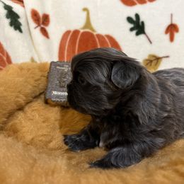 Shih Tzu Puppies from Lavender Lane Tzus