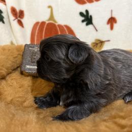 Shih Tzu Puppies from Lavender Lane Tzus