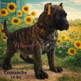 Comanche - Tiger male Perro de Presa Canario puppy in Horizon, Texas from Mesquite Creek Kennels