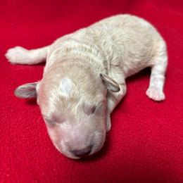 Simon - Cream male Cavapoo puppy in Greensburg, Kentucky from Doodle Me Crazy
