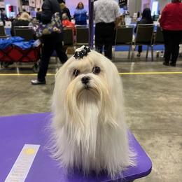 Jazzi - Maltese