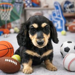 Peace- serious inquiries only - 2400 - Black and cream male Dachshund puppy in Biloxi, Mississippi from Southern Doxies Ms