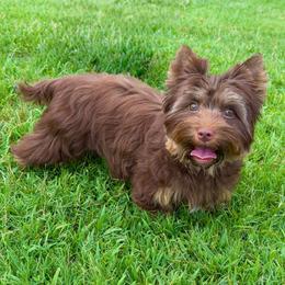 BREW - Yorkshire Terrier