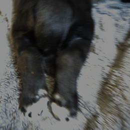 Old fashioned (Gertrude) Gurtie - Black female Newfoundland puppy in Quaker City, Ohio from Country Magik