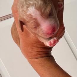 Nilla - Red  female Goldendoodle puppy in Knoxville, Tennessee from Graystone Doodles