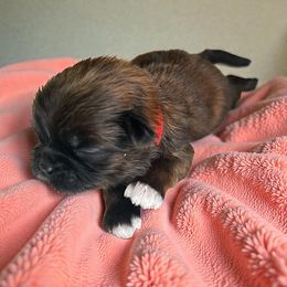 AKC-Maple - Brindle and white female Shih Tzu puppy in Mooresville, North Carolina from Juji Shih Tzu