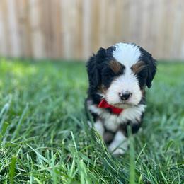 Mario-Red - Tri-color male Bernedoodle puppy in Casper, Wyoming from 307 Doodles
