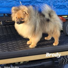 Pomeranian Puppies from Pom