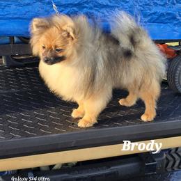 Pomeranian Puppies from Pom