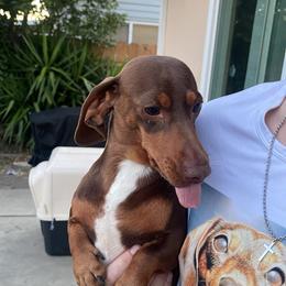 Chase - Dachshund