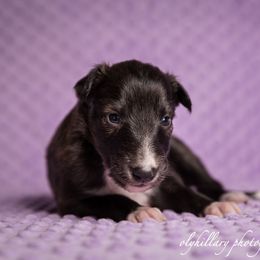 Silken Windhound Puppies from Amethyst Silken Windhounds