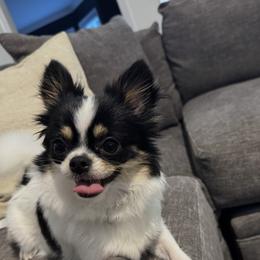 Snow - Chihuahua