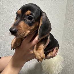 Oliver - Black and tan male Dachshund puppy in Modesto, California from Raws Doxies