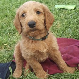 Labradoodles and Labrador Retrievers from Carroll Puppies