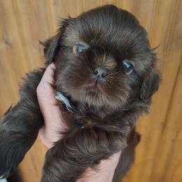 Abbie - now Cleo - Red female Shih Tzu puppy in Palmyra, New York from Karen's Tzus of Palmyra-Macedon