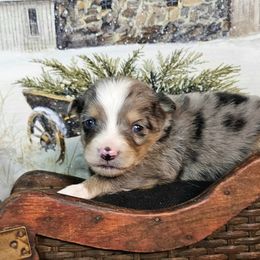Yellow - Blue merle female Toy Australian Shepherd puppy in Cedar Creek, Texas from Rowdy Ranch Tx